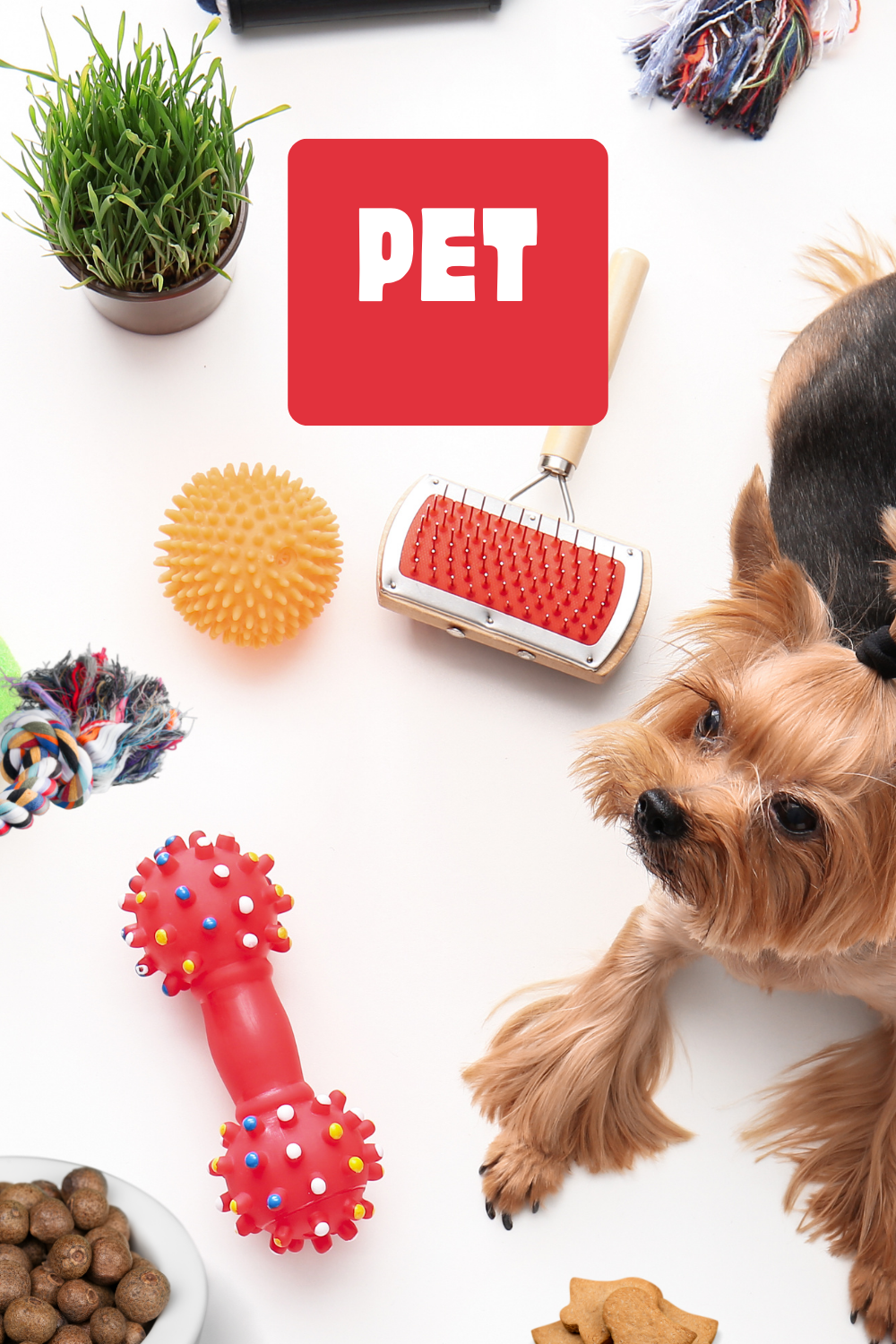Colorful Photo Realistic Pet Accessories Shop Ad Pinterest Pin